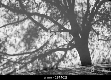 Prag - Das acacias Für die Wand der Kapuziner Kloster. Stockfoto