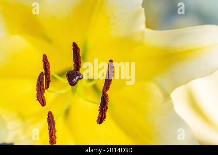 Pfirsich und Staubfäden einer gelben Lilienblüte Stockfoto
