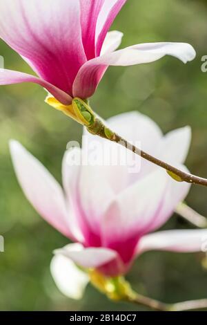 Blütende Magnolia Tulpenbaum nah oben Stockfoto