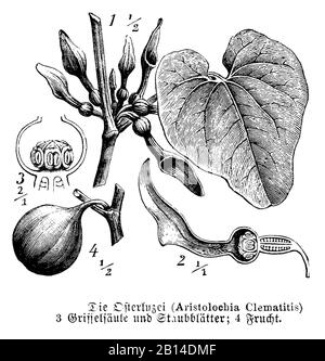 Geburtswort, Aristolochia clematitis, Osterluzei: Mit Griffelsäule, Staubblättern und Obst, Aristoloche Clématite, anonym (Botanikbuch, 1889) Stockfoto