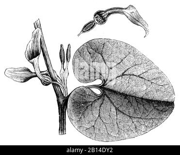 Geburtswort, Aristolochia Clematitis, Osterluzei, Aristoloche Clématite, anonym (Botanik-Buch, 1897) Stockfoto