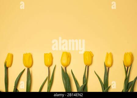 Gelbe Tulpen auf gelbem und grünem Hintergrund. Stockfoto