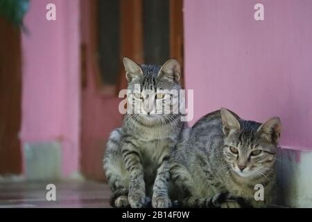 Zwei Katzen ruhen in der Nähe einer gelben Farbe Hauswand im Sommer mit Kopierraumhintergrund Stockfoto