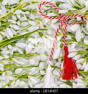 Heikle Schneetropfen, die als Reihen auf weißem Hintergrund angeordnet sind, werden zuerst im märz gefeiert Stockfoto