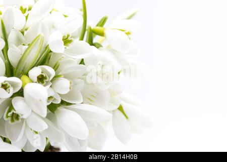 Heikle Schneetropfen, die als Reihen auf weißem Hintergrund angeordnet sind, werden zuerst im märz gefeiert Stockfoto