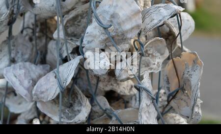 Nahaufnahme von getrockneten, durch dicken Draht angeketteten Meeresschalen. Stockfoto