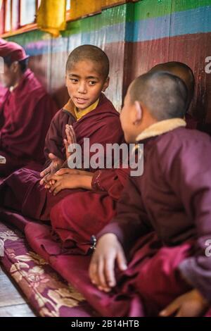 Junge Mönch im Dali-Kloster, Darjeeling, Indien, Asien Stockfoto