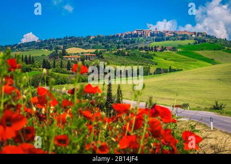 Agrarlandschaft mit Getreidefeldern und roten Mohn. Atemberaubendes Pienza-Stadtbild mit ländlicher Landschaft, Toskana, Italien, Europa Stockfoto