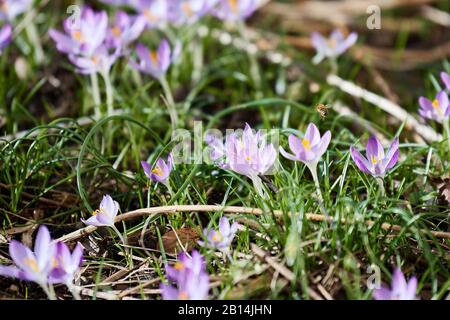 Ein Honig Bey schwebt und fliegt vom Krokus zum Krokus auf einer Wiese, um den Pollen der violetten Blumen zu sammeln Stockfoto