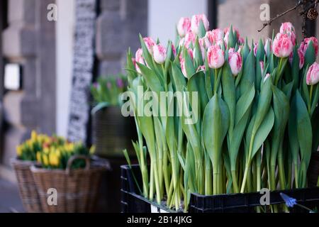 Eine Kiste voller frischer HuisTen Bosch Tulpen in einem Straßenladen. Diese rosafarbenen Tulpen mit Blumenblüten stammen aus Holland. Stockfoto