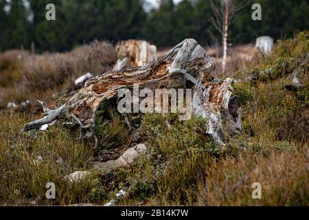 Landschaft des Lothar Pfades im Schwarzwald im Winter mit Schnee und blauem Himmel mit Wolken zerstörte der Hurrikan 1999 alles, Deutschland, Europa Stockfoto