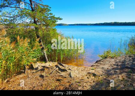 Senftenberg See Strand, Lausitzer Seenplatte Stockfoto