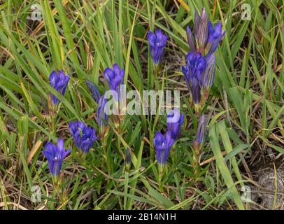 Marsh Gentian, Gentiana pneumonanthe, in Blume auf nasser Heide. Herbst. Mit Eiern des blauen Schmetterlings Alcon, Cherbourg. Stockfoto