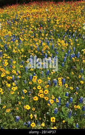 Wildflowers im Frühling am Willow City Loop in Hill Country in der Nähe von Fredericksburg, Texas, USA Stockfoto