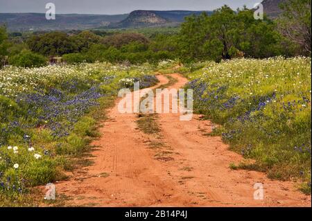 Der Weg zur Ranch mit Wildblumen blüht im Frühling am Willow City Loop in Hill Country in der Nähe von Fredericksburg, Texas, USA Stockfoto