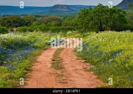 Der Weg zur Ranch mit Wildblumen blüht im Frühling am Willow City Loop in Hill Country in der Nähe von Fredericksburg, Texas, USA Stockfoto