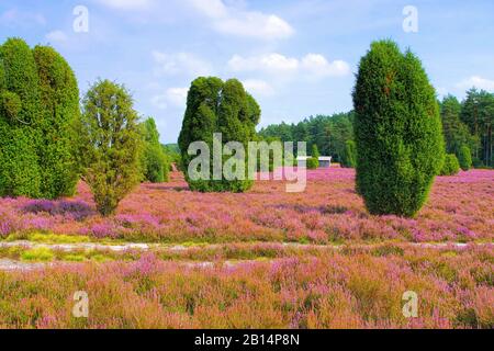 Landschaft Lüneburger Heide im Herbst in der Nähe von Wilsede Stockfoto