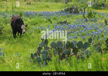 Rind im Bereich der blühenden Bluebonnets, stacheliger Birnkaktus, Willow City Loop in Hill Country in der Nähe von Fredericksburg, Texas, USA Stockfoto