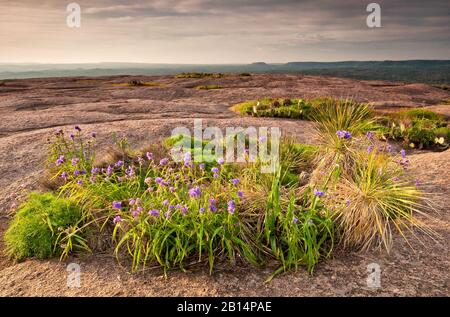 Spiderwort Blumen blühen im Frühling am Frühlingspool in der Hauptkuppel in Enchanted Rock State Natural Area in Hill Country in der Nähe von Fredericksburg, Texas Stockfoto