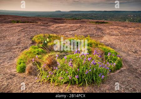 Spiderwort Blumen blühen im Frühling am Frühlingspool in der Hauptkuppel in Enchanted Rock State Natural Area in Hill Country in der Nähe von Fredericksburg, Texas Stockfoto