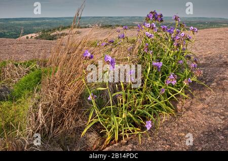 Spiderwort Blumen blühen im Frühling am Frühlingspool in der Hauptkuppel in Enchanted Rock State Natural Area in Hill Country in der Nähe von Fredericksburg, Texas Stockfoto