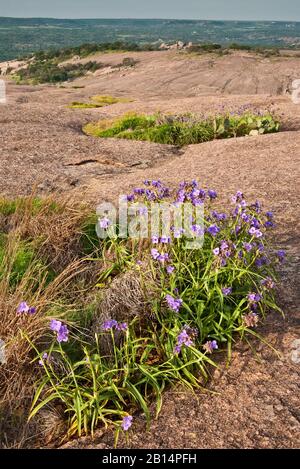 Spiderwort Blumen blühen im Frühling am Frühlingspool an der Hauptkuppel in Enchanted Rock State Natural Area in Hill Country in der Nähe von Fredericksburg, Texas, Stockfoto