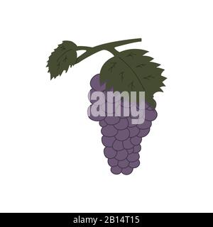 Trauben auf weißem Grund. Farbenfrohe Illustration im Doodle-Stil. Leckere und gesunde Beeren, aus denen Wein hergestellt wird Stock Vektor