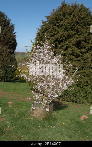 Frühlingsblüte eines Kirschbaums (Prunus 'The Bride') in einem Woodland-Garten im ländlichen Devon, England, Großbritannien Stockfoto