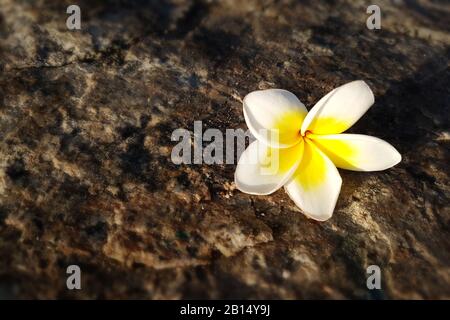 Frangipani, Plumeria Blume auf dem Boden mit Sonnenuntergang am Strand Stockfoto