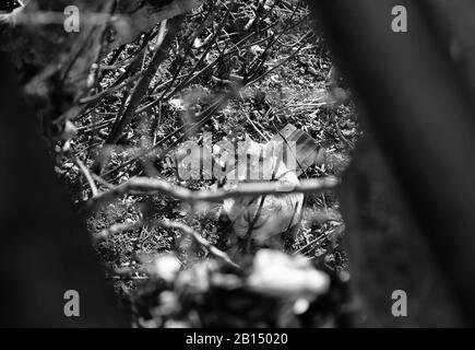 Katzen auf der Straße verlassen, Tierquälerei, Einsamkeit Stockfoto