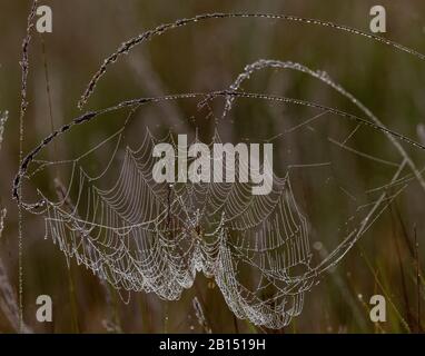 Europäische Gartenspinne, Araneus diadematus auf einer Taupe orb-Web auf dem Heideland, am frühen Morgen. Stockfoto