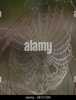 Europäische Gartenspinne, Araneus diadematus auf einer Taupe orb-Web auf dem Heideland, am frühen Morgen. Stockfoto