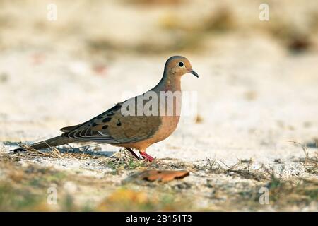 Trauertaube (Zenaida macroura), steht auf dem Boden, Kuba, Casilda Stockfoto