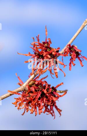 Witch Hazel (Hamamelis intermedia 'Diane', Hamamelis intermedia Diane, Hamamelis x intermedia 'Diane', Hamamelis x intermedia Diane), Cultivar Diane Stockfoto