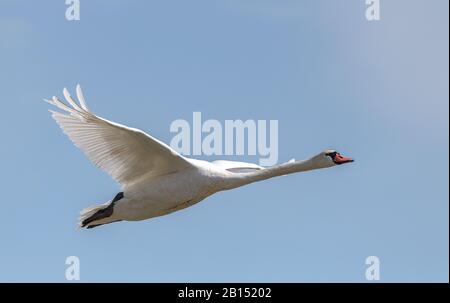 Mute Schwan, Cygnus olor, im Flug. Stockfoto