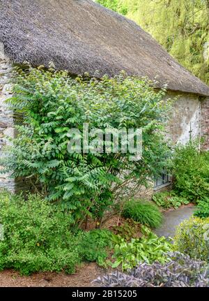 Toter Man's Fingers, Blue Bean Strauch, Blue Bean Tree (Decaisnea fargesii), in einem Vorgarten, Großbritannien, England, Yelverton Stockfoto