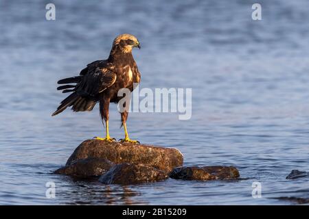 Western Marsh Harrier (Circus aeruginosus), weiblich, Deutschland, Mecklenburg-Vorpommern Stockfoto