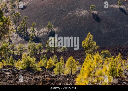 Kanaren-Kiefer (Pinus canariensis), herbstlich auf vulkanischen Felsen, Kanarischen Inseln, auf Tenera-Insel Stockfoto