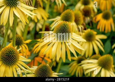 Violette Kegelblume, Ostpurpurpurblume, Purpurblume (Echinacea purpurea 'Jetzt Käserer', Echinacea purpurea Jetzt Cheesier), Cultivar Jetzt Cheesier, Deutschland, Thueringen Stockfoto