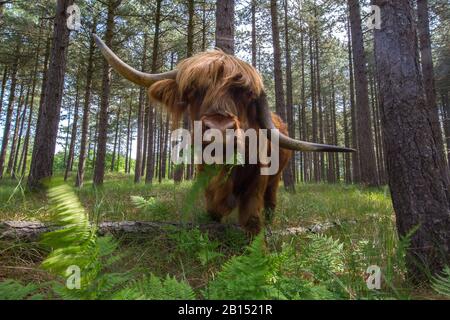 Schottisches Highland Cattle, Kyloe, Highland Cow, Heelan coo (Bos primigenius f. Taurus), in einem Wald in einem Wassereinzugsgebiet stehend, Vorderansicht, Niederlande, Nordholländer, Noordhollands Duinreservaat, Bergen aan zee Stockfoto