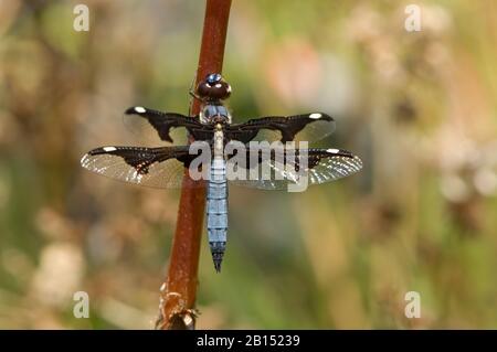 Portia Widow (Palpopleura portia), männlich an einem Stamm, Südafrika, Limpopo Stockfoto