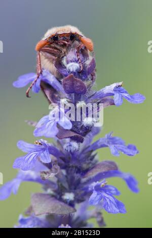 Gemeiner Kakerlake, Maybug, Maykäfig (Melolonha melolonha), auf Bugle, Ajuga reptans, Niederlande Stockfoto