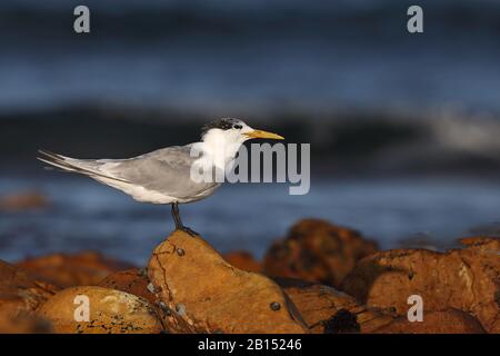 Größere Badestrände (Thalasseus bergii, Sterna bergii), auf einem Stein am Strand, Seitenansicht, Südafrika, Kap Recife Naturreservat Stockfoto