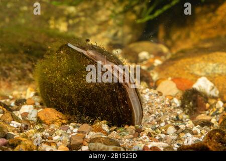Gewöhnliche Teichmuschel, Entenmuschel (Anodonta anatina), mit sichtbaren Siphonen zur Atmung und Ausscheidung, Deutschland Stockfoto