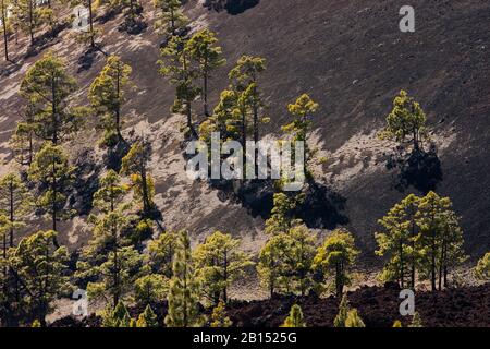 Kanaren-Kiefer (Pinus canariensis), Kiefernwald auf vulkanischen Felsen, Kanarische Inseln, Tenera-Insel Stockfoto