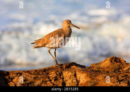 Willet (Caloptrophorus semipalmatus), in der Brandung auf einem Felsen, Seitenansicht, USA, Kalifornien, Crystal Cove State Park Stockfoto