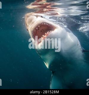 Großer weißer Hai (Carcharodon Carcharias, Carcharodon rondeletii), männlich mit geöffneten Backen, Südafrika, False Bay Stockfoto