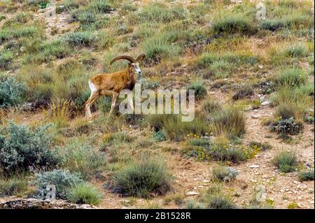 Konya Wildschafe (Ovis orientalis anatolica), männlich, Türkei, Konya Stockfoto