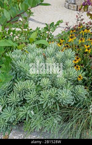 Großer mittelmeer-drang (Euphorbia characias 'Silver Swan', Euphorbia characias Silver Swan), Cultivar Silver Swan Stockfoto