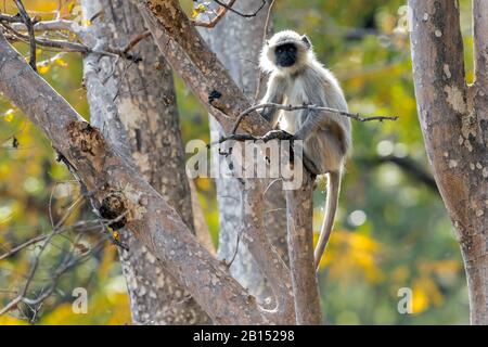 Heilige Langur, indische Langur, Hanuman Langur, Northern Plains Grey Langur, Hanuman-Affe, gewöhnliche Langur (Semnopithecus entellus, Presbytis entellus), Jungtier, das auf einer Filiale in einem Baum sitzt, Indien, Bandhavgarh-Nationalpark Stockfoto